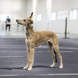 Silken Windhounds from Harmeni Silken Windhounds