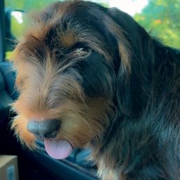 Cane Corso and Dachshunds from Watson’s Blue Line Canines
