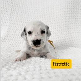 Ristretto - LUA long coat - White and black male Dalmatian puppy in Davenport, Florida from Sunny Jewels Dalmatians