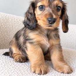 Brooks - Dapple male Dachshund puppy in Tucson, Arizona from Dachshund Family Co.