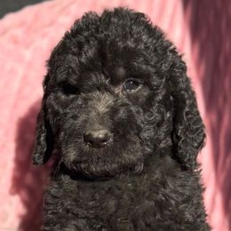 Evelyn - Black female Saint Berdoodle puppy in Beach, North Dakota from Badland St. Berdoodles LLC
