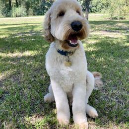 Mav - Goldendoodle