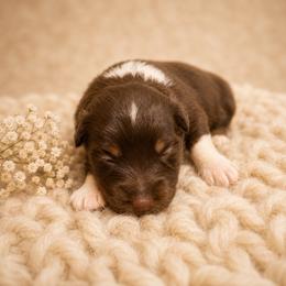 Acadia - Red tri female Miniature Australian Shepherd puppy in Macomb, Missouri from Show Me MO Aussies