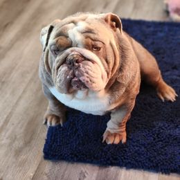 Polar - Bulldog