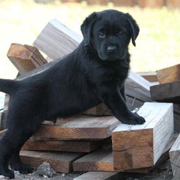 Labrador Retriever Puppies from Goggins Lonestar Farms