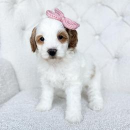 Misty - Parti female Goldendoodle puppy in Sterling, Illinois from Charley's Goldendoodles