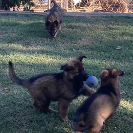 German Shepherds from Janet's German Shepherds
