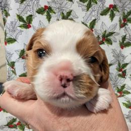 Mr Bingley AKC - Blenheim male Cavalier King Charles Spaniel puppy in Placerville, California from Quartz Mountain Doodles