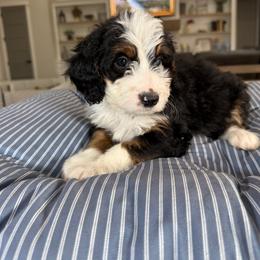 Pink Collar - Tri-color female Bernedoodle puppy in Indiahoma, Oklahoma from Farm Fresh Doodles