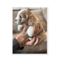 Asher - Buff and white male Cockapoo puppy in Payson, Utah from Crandall’s Doodle Barn