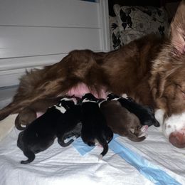 Border Collie Puppies from Pineview Farm