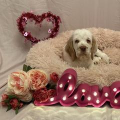 Clumber Spaniel Puppies from Lemontree Clumbers
