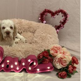 Clumber Spaniel Puppies from Lemontree Clumbers