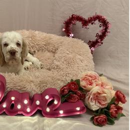 Clumber Spaniel Puppies from Lemontree Clumbers