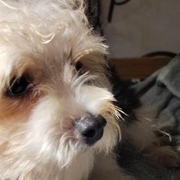 Morkies and Yorkshire Terriers from Cathy Burns