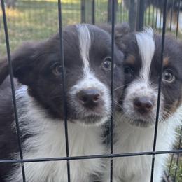 Australian Shepherds and Border Collies from Saturn’s Rising Collies & Aussies