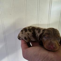 Jacob - Dapple male Dachshund puppy in Stillwater, Oklahoma from Shade Tree Dachshunds