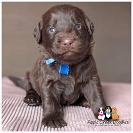 Pick 3 male available - F1 Labradoodles - Ready 6-27-26. - Chocolate male Labradoodle puppy in Jeddo, Michigan from Apple Creek Doodles