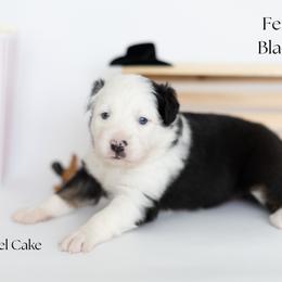 Funnel Cake - Black tri female Miniature Australian Shepherd puppy in Wooster, Ohio from Kari's Mini Aussies