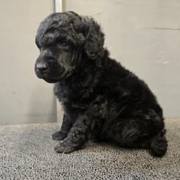 Orange Collar - Black male Poodle puppy in Patterson, California from Paterson Poodles