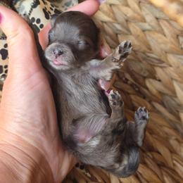 Willie Nelson (Extremely small) - Merle male Shihpoo puppy in Delphos, Ohio from Route 66 Puppies