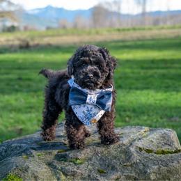 Mr.Grinch - Black male Cockapoo puppy in Deming, Washington from Heavenly Puppies to Love