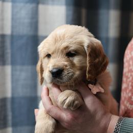 King - Golden male Golden Retriever puppy in Payette, Idaho from Stonewick Retrievers