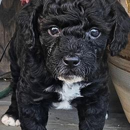 Queen - Parti female Poodle puppy in Daytona Beach, Florida from Beach Doodles