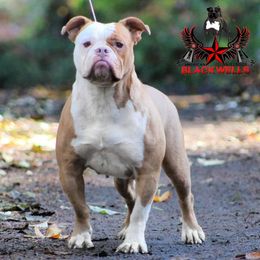 Rio - American Bulldog
