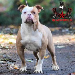 Rio - American Bulldog