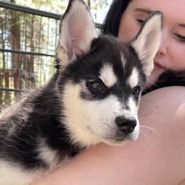 Tucker - Black and white male Siberian Husky puppy in Diamond Lake, Washington from Husky Haven WA