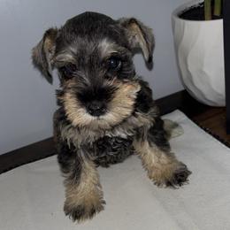 PURPLE - Salt and pepper female Miniature Schnauzer puppy in Lehigh Acres, Florida from Bertica's Miniature Schnauzers