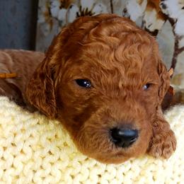 Dalmatian and Poodle Puppies from Reeves Family Standards