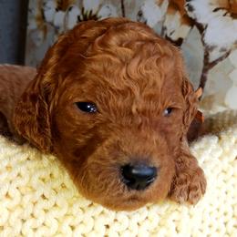 Dalmatian and Poodle Puppies from Reeves Family Standards