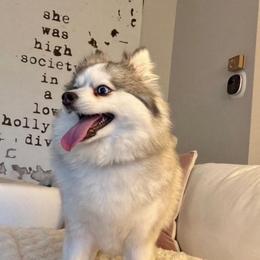 Luna - Pomsky