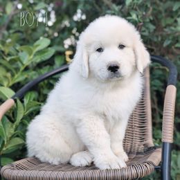 Boy 1 Green - White male Great Pyrenees puppy in Yakima, Washington from Naches Heights Ranch