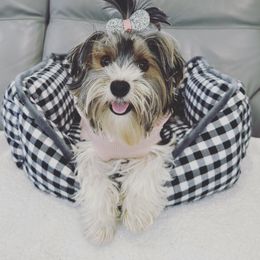 Masha - Biewer Terrier