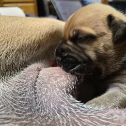 Boy 2 - Red fawn male Bullmastiff puppy in Woodburn, Oregon from Showdown Kennels