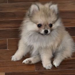 Denim - Cream sable female Pomeranian puppy in El Centro, California from BabyBooPoms