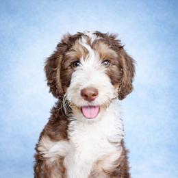 Promise - Tri-color male Bernedoodle puppy in Marion County, Ohio from Hatten Homestead Kennels