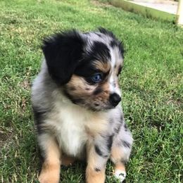 Toy Australian Shepherd Puppies from BearKat Toy Aussies
