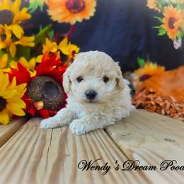 Winnie's Cream Boy AKC - Cream male Poodle puppy in Norman, Indiana from Wendy's Dream Poodles