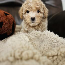 Cockapoo and Goldendoodle Puppies from Bright and Beautiful Cockapoos and Doodles