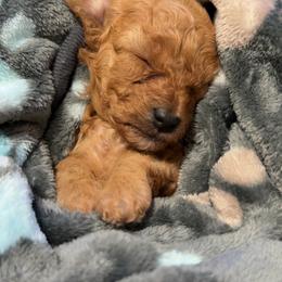Poodle Puppies from Ashley Vu