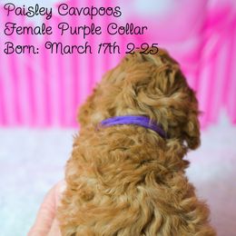 Cavapoo Puppies from Paisley Cavapoos