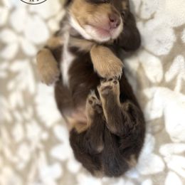 Dachshund Puppies from Dogwood Doxies