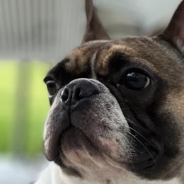 French Bulldogs from South House Bulldogs