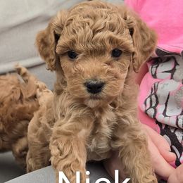 Nick - Red male Cavapoo puppy in Blackfoot, Idaho from Rocky Desert Goldens and Cavaliers