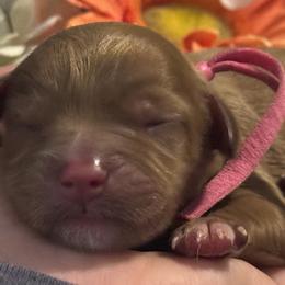 Cavapoos from Honey & Lemon Royalty