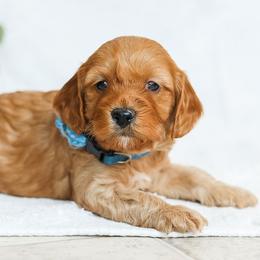 Miles - Red male Cavapoo puppy in Atglen, Pennsylvania from Smokey Hollow Puppies